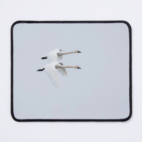 Item preview, A Pair of Tundra Swans in flight 3-20-2026 designed and sold by Thomasyoung.