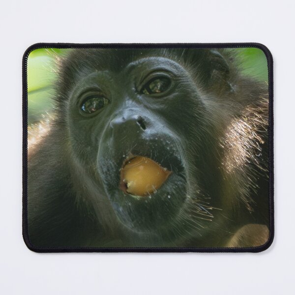 Item preview, Funny Monkey Meme Just One More Bite Cute Animal Humor Capuchin Monkey Eating Fruit designed and sold by WildFrameNature.