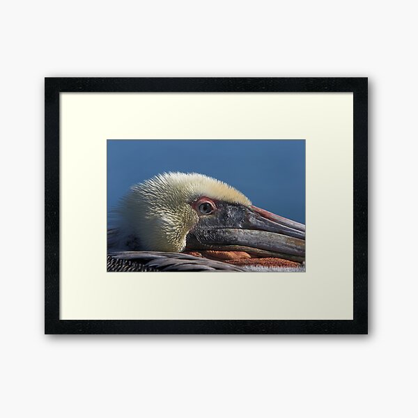 Keeping an Eye Out Framed Art Print