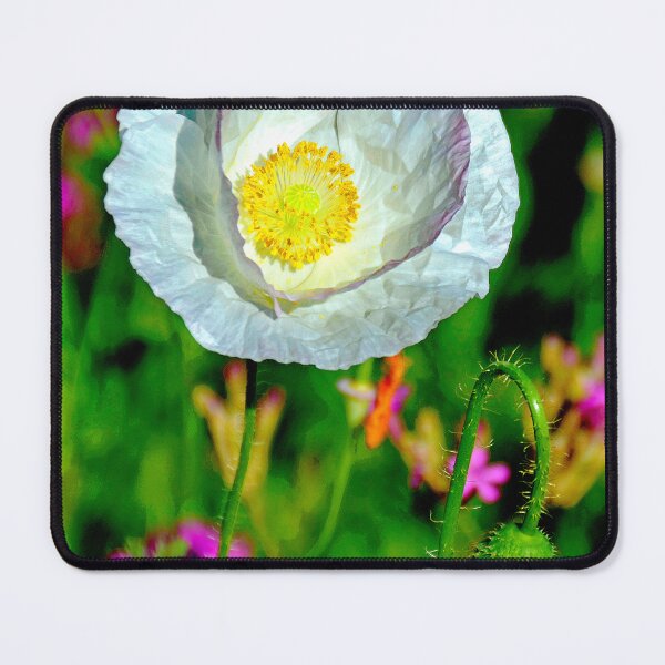 Item preview, White Poppy Wildflower in Full Bloom, Single Bud designed and sold by AMacGPhilly.