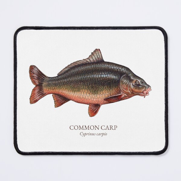 Item preview, Common Carp Fish Scientific Name - Pencil Drawing Illustration designed and sold by AquarellChill.