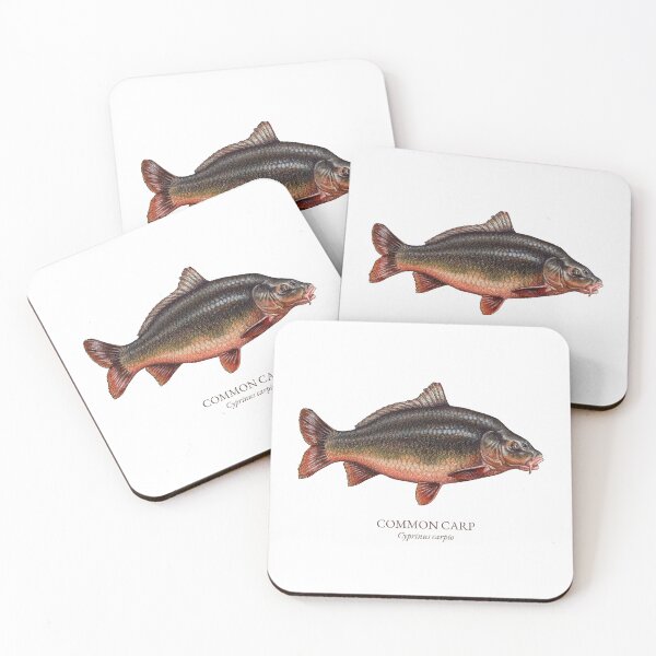 Item preview, Common Carp Fish Scientific Name - Pencil Drawing Illustration designed and sold by AquarellChill.