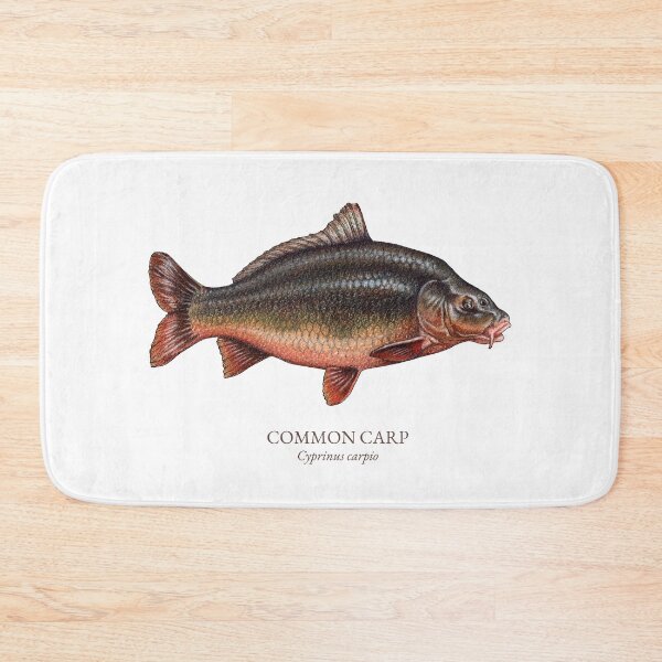 Item preview, Common Carp Fish Scientific Name - Pencil Drawing Illustration designed and sold by AquarellChill.