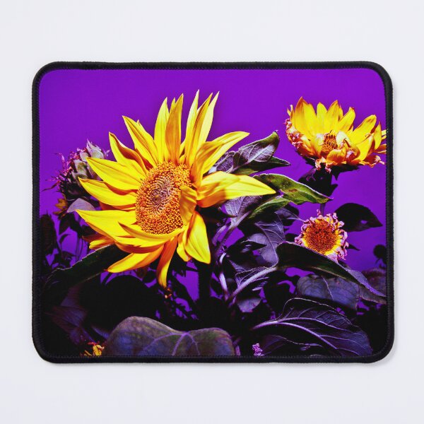 Item preview, Sunflowers at Rhossili Gower Peninsula South Wales designed and sold by Radiocafe.