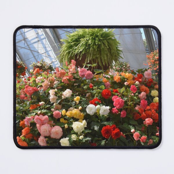 Item preview, Begonia Flower Showcase designed and sold by Yolanda Caporn Art.