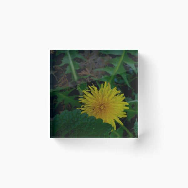 Item preview, Secret Meadow Wildflower - Close-up Yellow Dandelion and Leaves designed and sold by vikko-art.