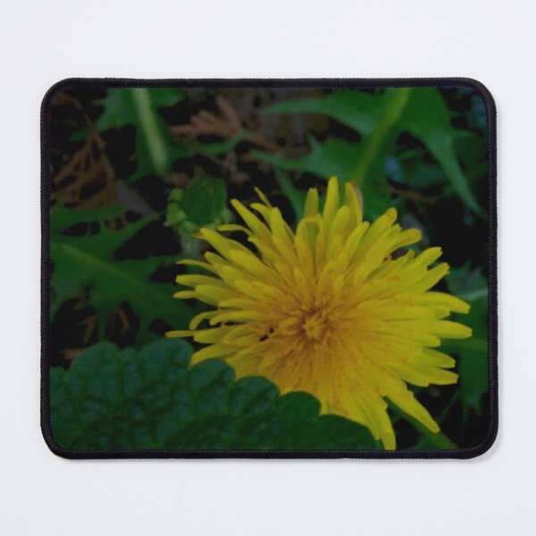 Item preview, Secret Meadow Wildflower - Close-up Yellow Dandelion and Leaves designed and sold by vikko-art.