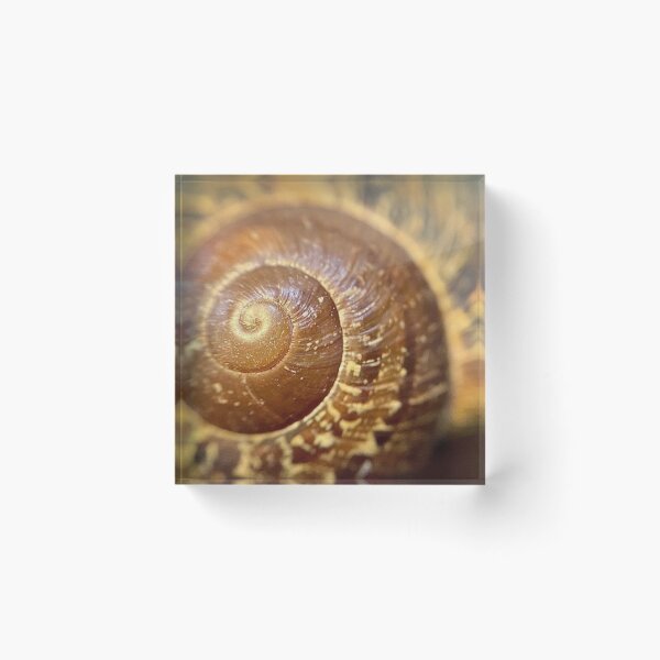 Item preview, Snail Shell designed and sold by designoliviaf.