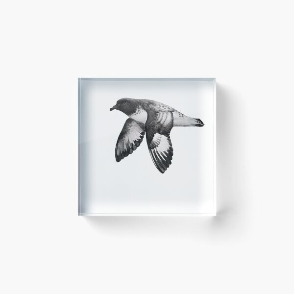 Item preview, Cape petrel designed and sold by art-by-len.
