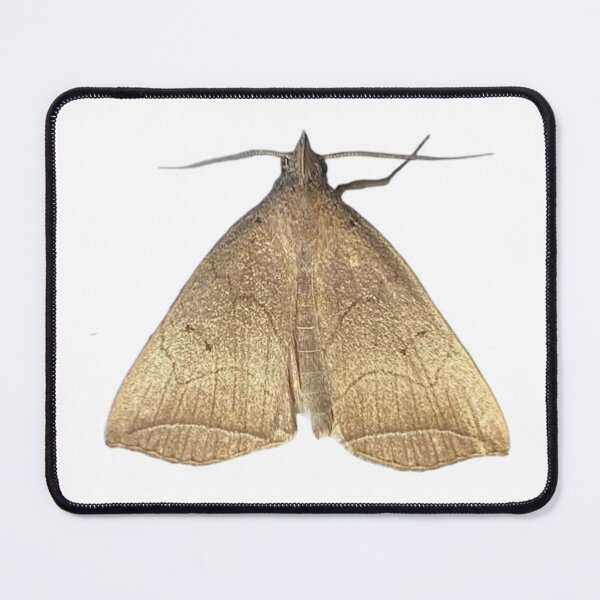 Item preview, Moth Original Picture designed and sold by designoliviaf.