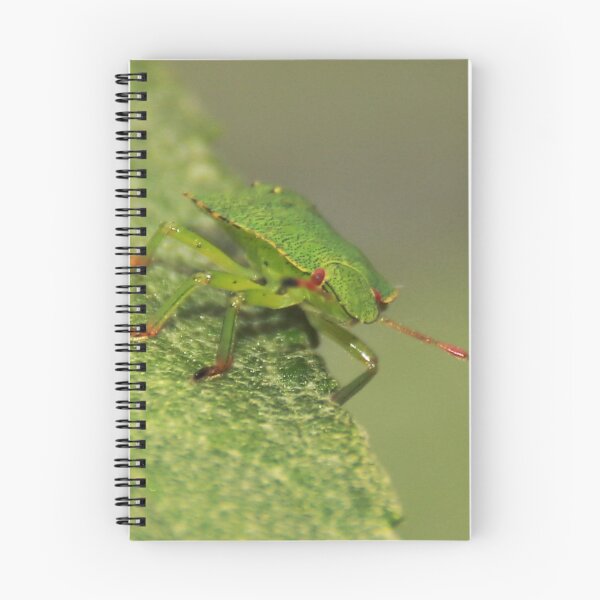 Item preview, Green Shield Bug on Budlea designed and sold by AnnDixon.