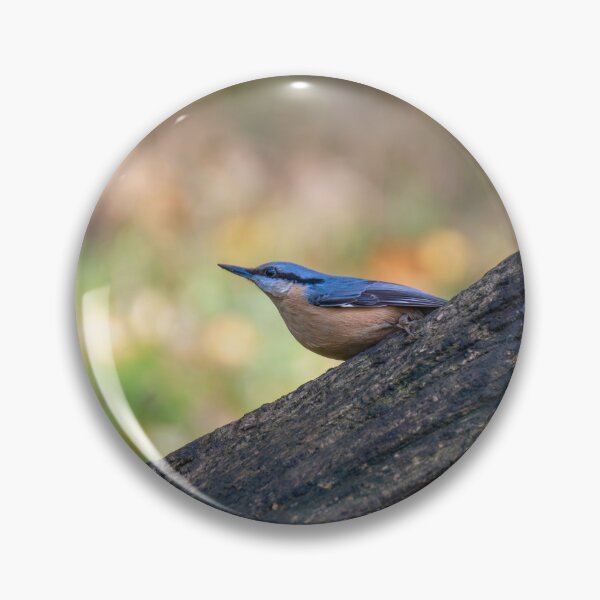 Item preview, Eurasian nuthatch (Sitta europaea) designed and sold by Stephen Jarman.