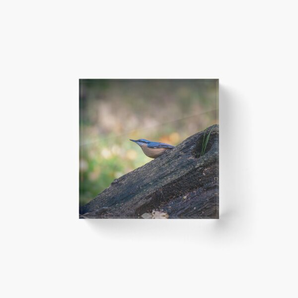Item preview, Eurasian nuthatch (Sitta europaea) designed and sold by Stephen Jarman.