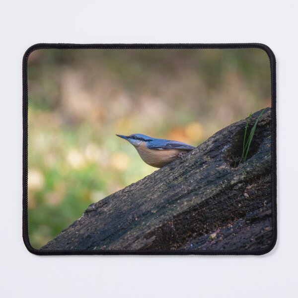 Item preview, Eurasian nuthatch (Sitta europaea) designed and sold by Stephen Jarman.