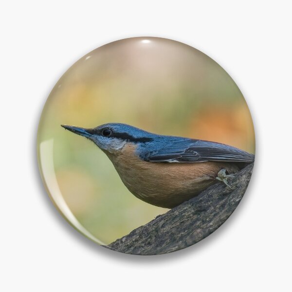 Item preview, Eurasian nuthatch (Sitta europaea)  designed and sold by Stephen Jarman.