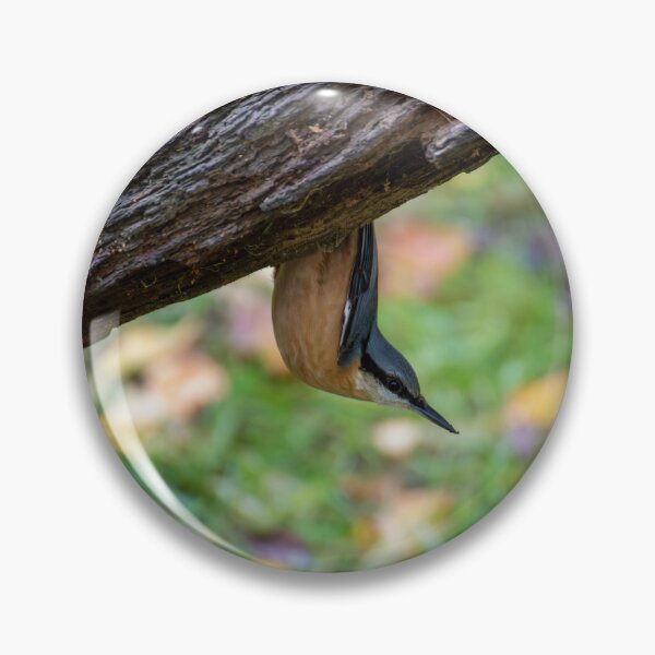 Item preview, Eurasian nuthatch (Sitta europaea)  designed and sold by Stephen Jarman.