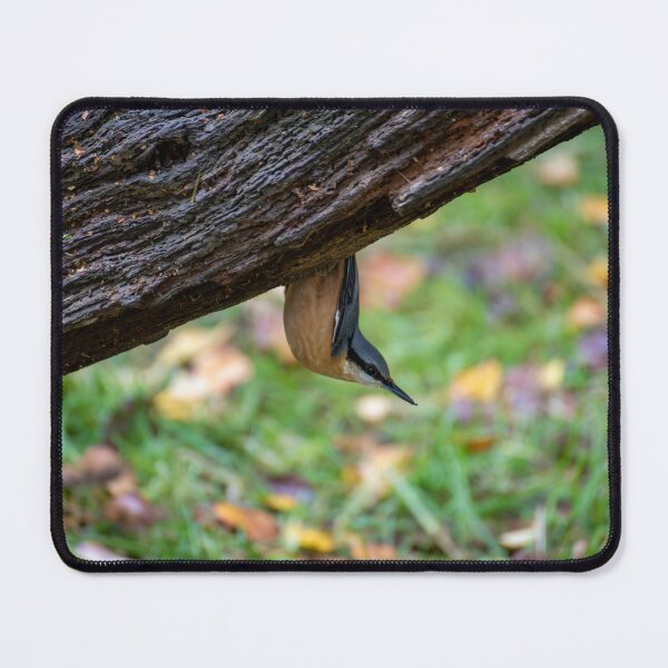 Item preview, Eurasian nuthatch (Sitta europaea) designed and sold by Stephen Jarman.