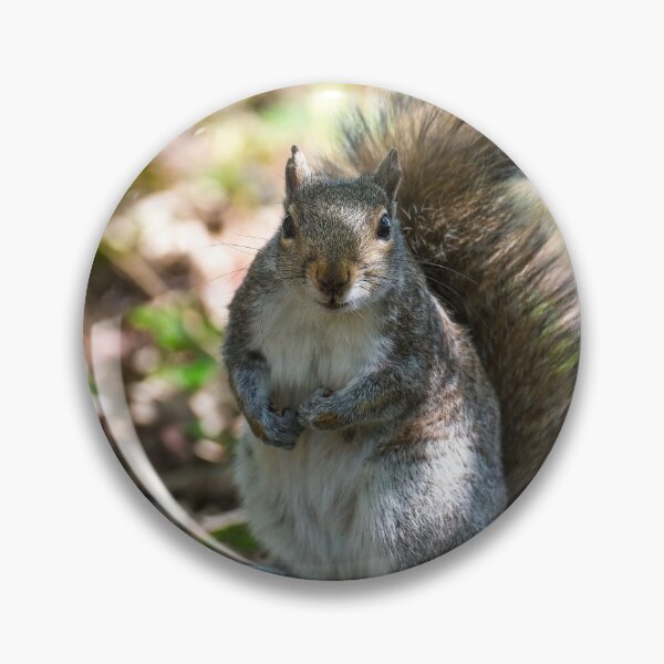 Item preview, Grey squirrel  designed and sold by Stephen Jarman.