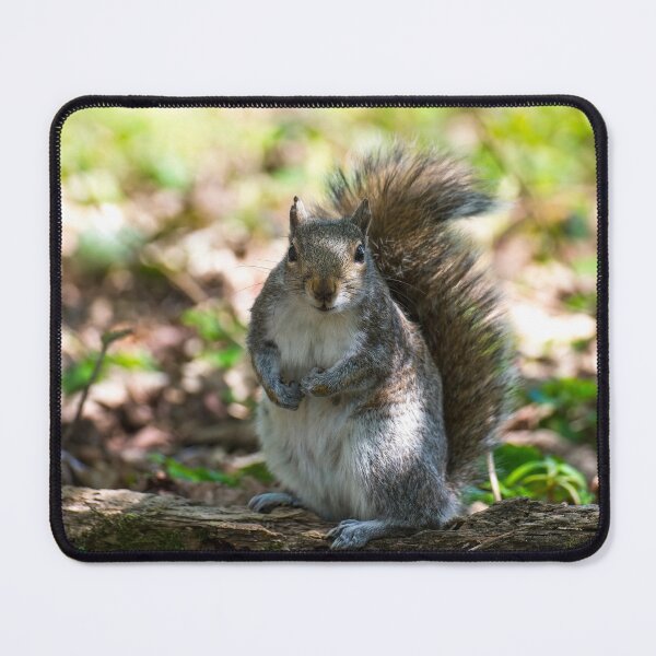 Item preview, Grey squirrel  designed and sold by Stephen Jarman.
