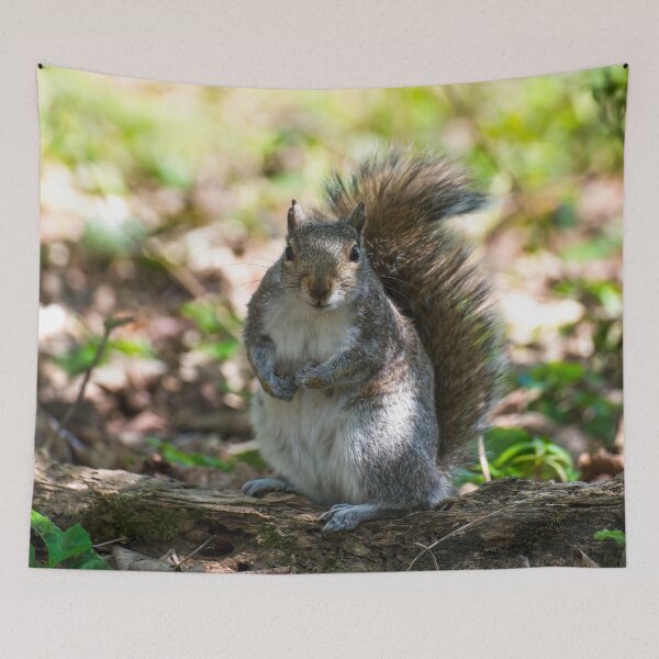 Item preview, Grey squirrel  designed and sold by Stephen Jarman.