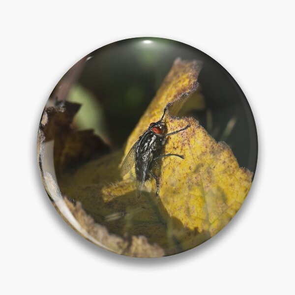 Item preview, Flesh fly (Sarcophaga carnaria) designed and sold by Stephen Jarman.