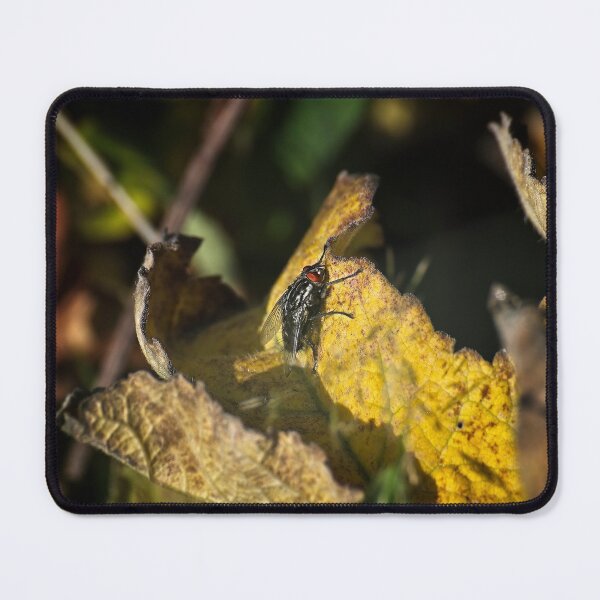 Item preview, Flesh fly (Sarcophaga carnaria) designed and sold by Stephen Jarman.