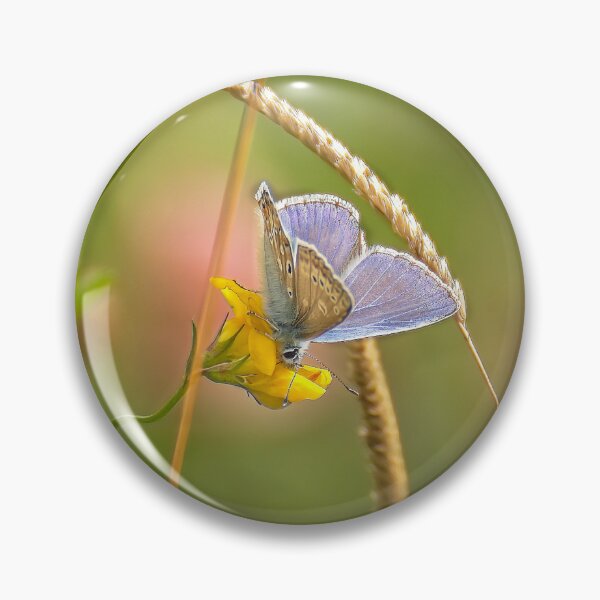 Item preview, Beautiful butterfly (Polyommatus icarus) designed and sold by Stephen Jarman.
