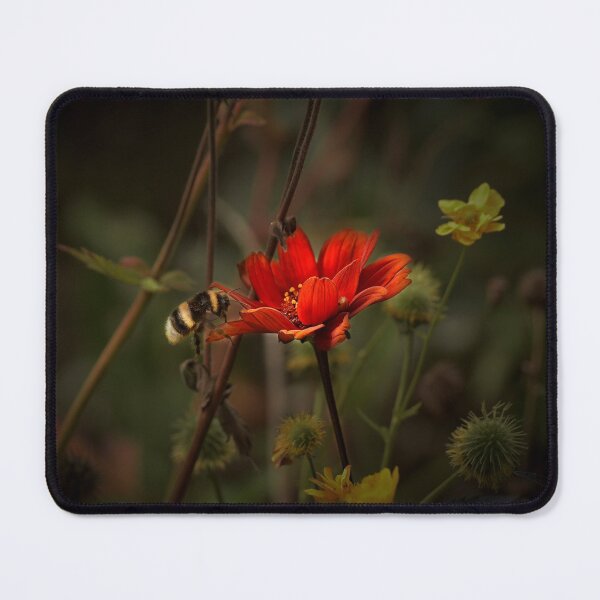 Item preview, Dhalia 'Bishop of auckland' flower & bumble bee designed and sold by Stephen Jarman.
