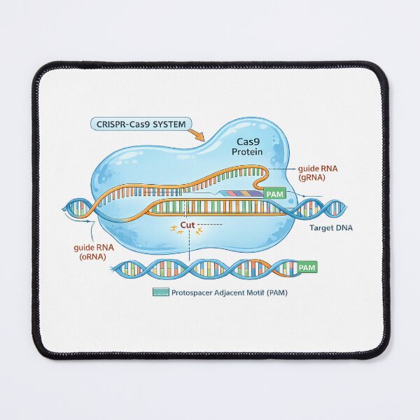 Item preview, CRISPR Cas9 Gene Editing Diagram designed and sold by HypatiaLab.