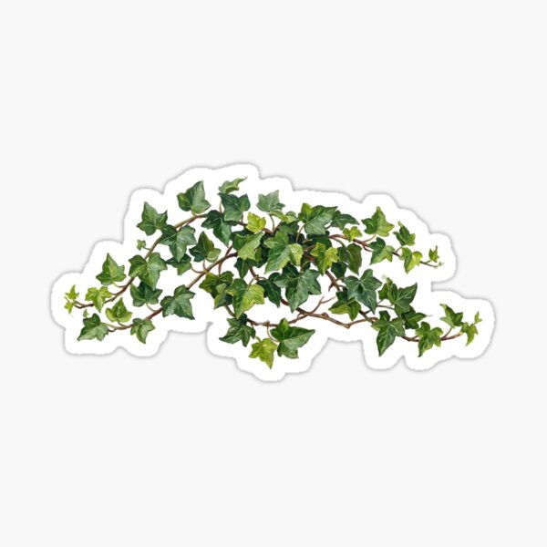 Elegant Ivy Vine Botanical Sticker