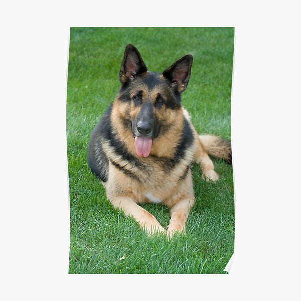 German Shepherd Angel Posters Redbubble