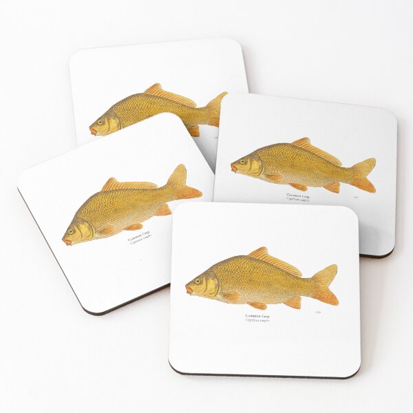 Item preview, Common Carp Painting designed and sold by Stephen Emms.