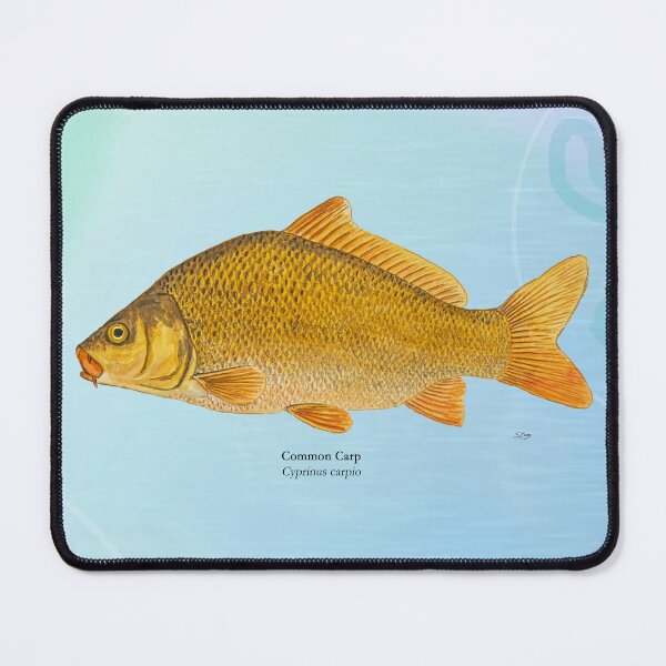 Item preview, Common Carp Painting designed and sold by Stephen Emms.