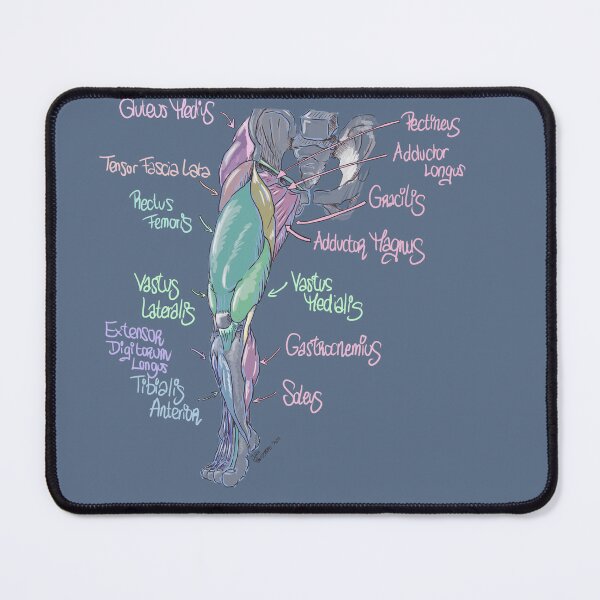 Item preview, Detailed Leg Muscle Anatomy Diagram – Medical Art Print designed and sold by AnatomyJoan.