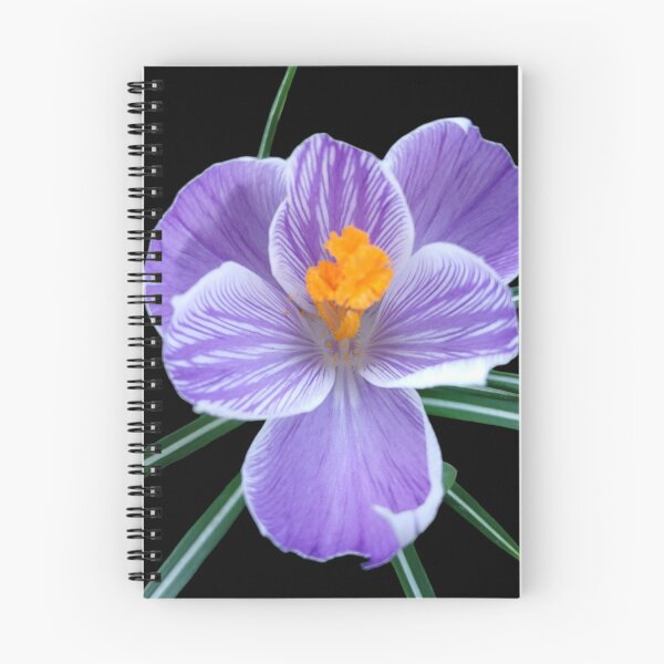 Item preview, Purple Crocus on Black – Elegant Botanical Contrast Crocus on Black – Elegant Botanical Contrast designed and sold by SilentBloomLab.