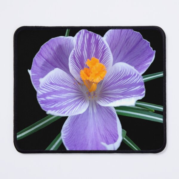 Item preview, Purple Crocus on Black – Elegant Botanical Contrast Crocus on Black – Elegant Botanical Contrast designed and sold by SilentBloomLab.