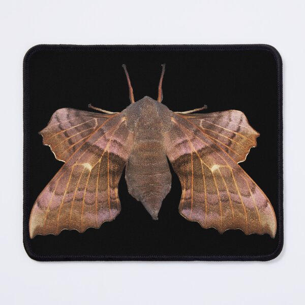 Item preview, Poplar Hawk-Moth designed and sold by Murph's Images.