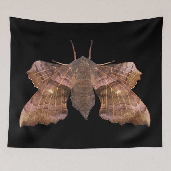 Item preview, Poplar Hawk-Moth designed and sold by Murph's Images.