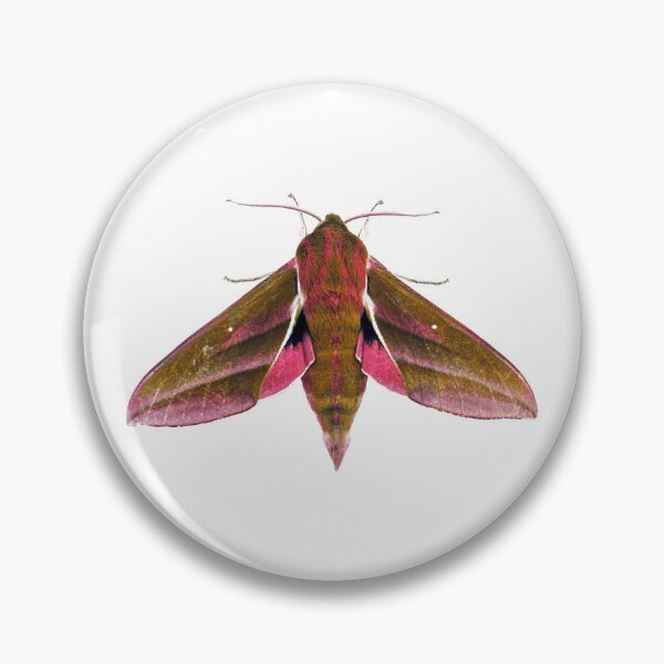 Item preview, Elephant Hawk Moth designed and sold by Murph's Images.