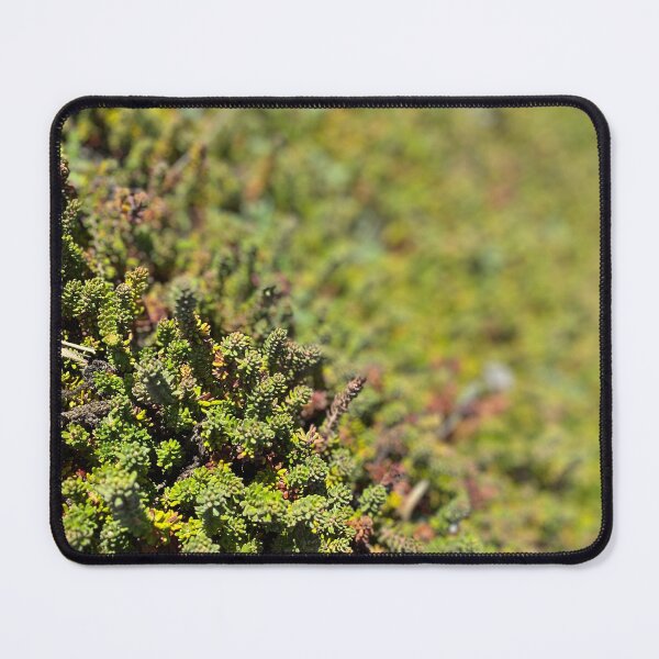 Item preview, Green Coastal Succulent Plants designed and sold by SparkleShots.