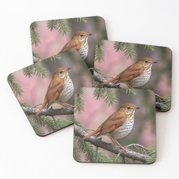 Item preview, Hermit Thrush on a Spruce Branch designed and sold by Tridentulus.