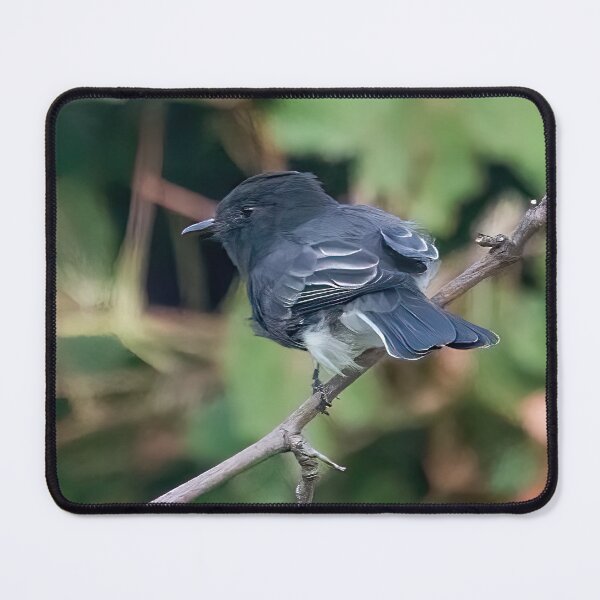 Item preview, Black Phoebe Bird designed and sold by CarolM.