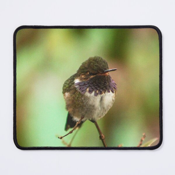 Item preview, Jewel of highlands, Vulcano hummingbird. designed and sold by NelsonChavezR.