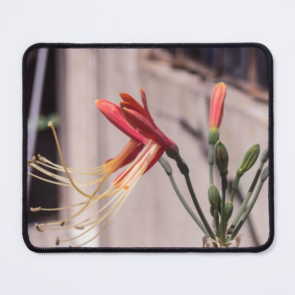 Item preview, Peruvian lily or Queen lily designed and sold by ROSE ANN BANILAR.