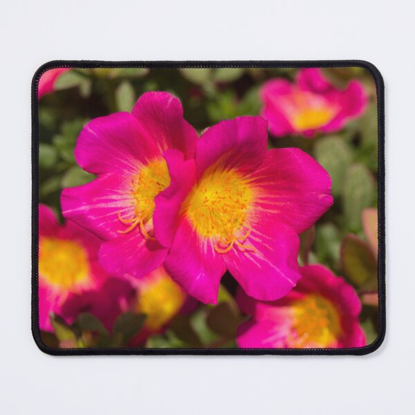 Item preview, Mexican rose designed and sold by ROSE ANN BANILAR.