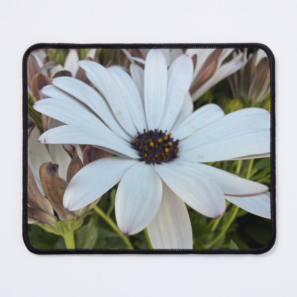 Item preview, Soft and Pure designed and sold by Betsy Phillips.