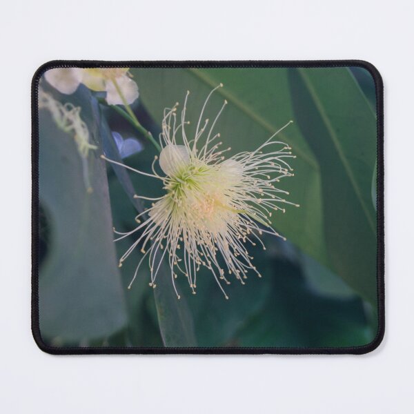 Item preview, Rose Apple or Water Apple flower designed and sold by ROSE ANN BANILAR.