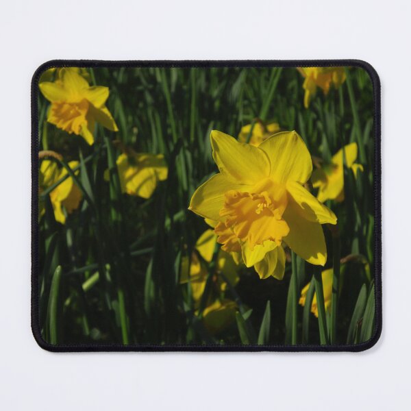 Item preview, Daffodils designed and sold by wiggyofipswich.