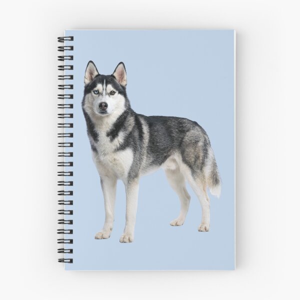 Item preview, Majestic Siberian Husky with Heterochromia Eyes designed and sold by PholPol1959.