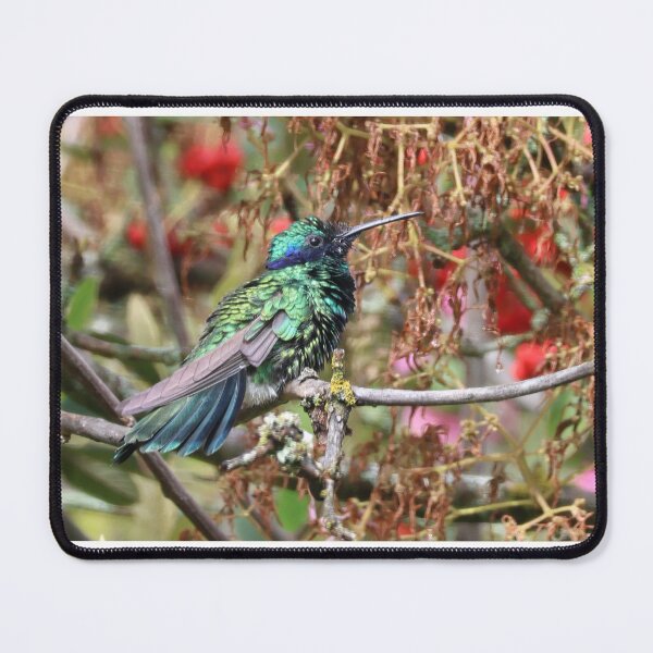 Item preview, Sparkling Violetear designed and sold by Carol Bock.
